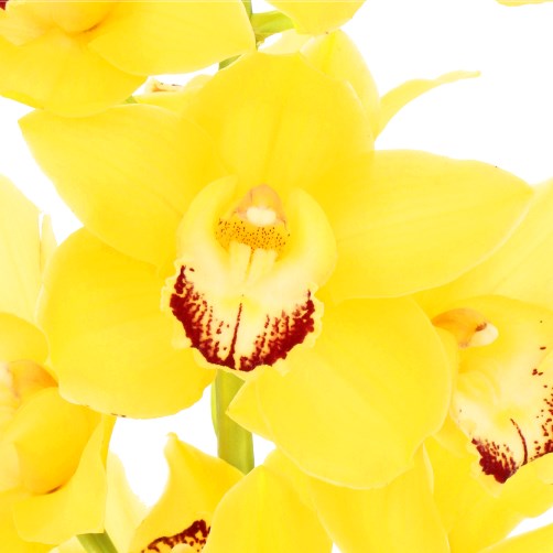 CYMBIDIUM ORCHID ANIKA