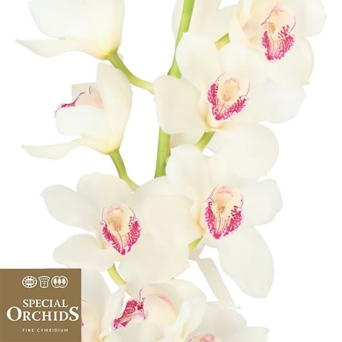 CYMBIDIUM ORCHID ANNETTE