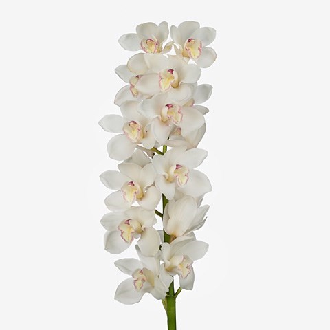 CYMBIDIUM ORCHID ANTONELLA