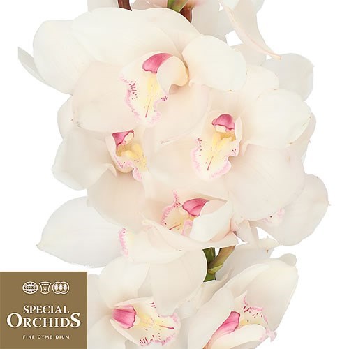 CYMBIDIUM ORCHID ANTONELLA (GROWER PACK)