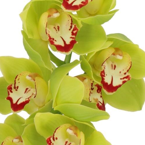 CYMBIDIUM ORCHID APPLE JACK