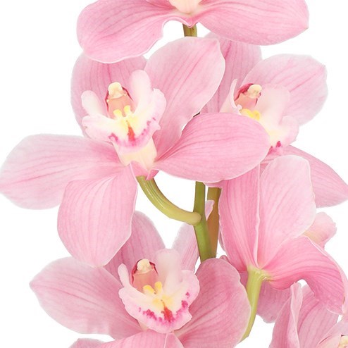 CYMBIDIUM ORCHID AQUARELLA