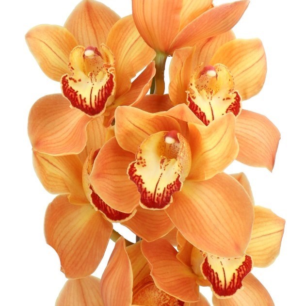 CYMBIDIUM ORCHID ARANCIA (GROWER PACK)
