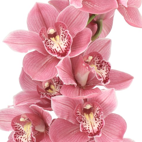 CYMBIDIUM ORCHID AUSTRALIAN PINK