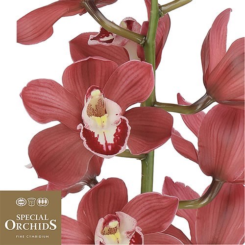 CYMBIDIUM ORCHID AUSTRALIAN RED (GROWER PACK)