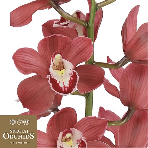 CYMBIDIUM ORCHID AUSTRALIAN RED (GROWER PACK)