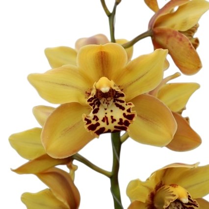 CYMBIDIUM ORCHID AUSTRALIAN TIGER