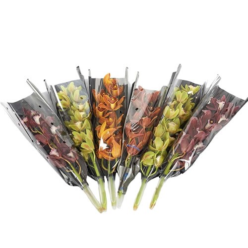 CYMBIDIUM ORCHID AUTUMN MIX