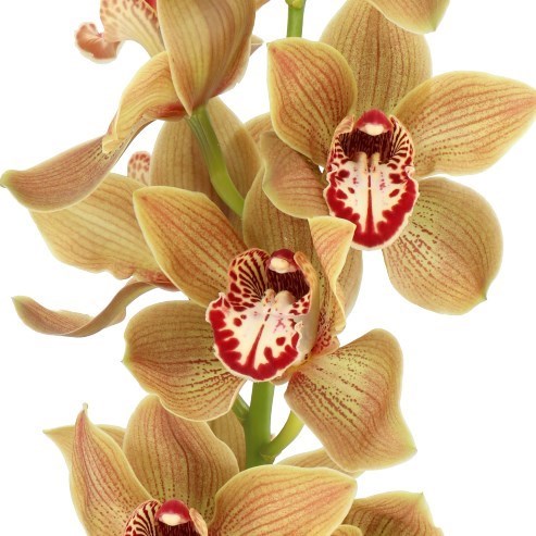 CYMBIDIUM ORCHID AUTUMN PRIDE