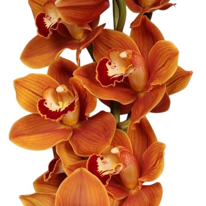 CYMBIDIUM ORCHID BALOU