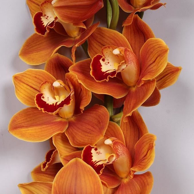 Cymbidium Orchids | Wholesale Flowers UK | Wedding Flowers | Triangle