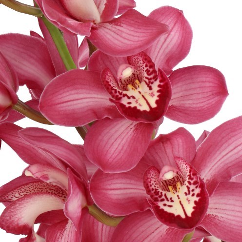 CYMBIDIUM ORCHID BAROLO
