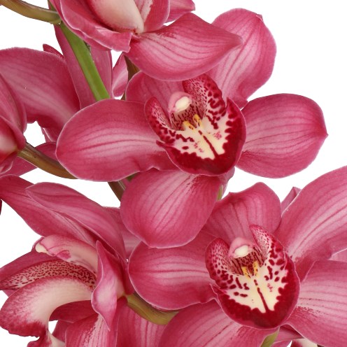 CYMBIDIUM ORCHID BAROLO