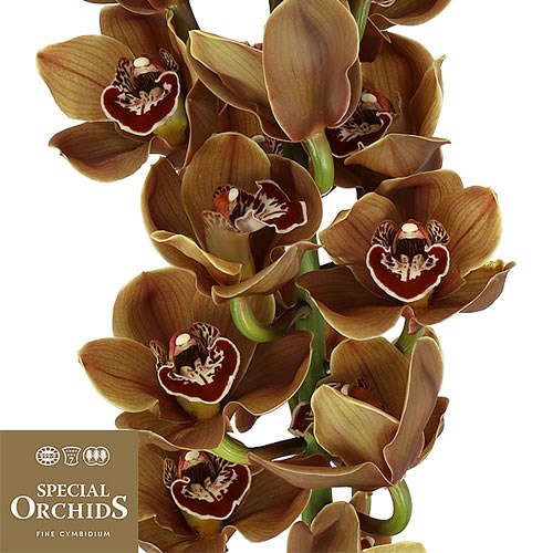 CYMBIDIUM ORCHID BEAR TIME (GROWER PACK)