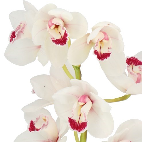 CYMBIDIUM ORCHID BERNAFLOR