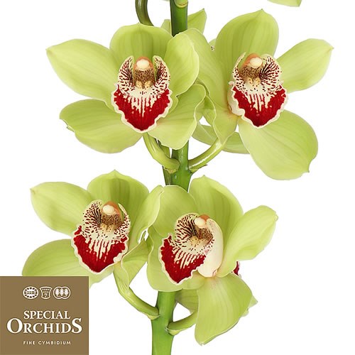 CYMBIDIUM ORCHID BIG CHIEF BCK (GROWER PACK)