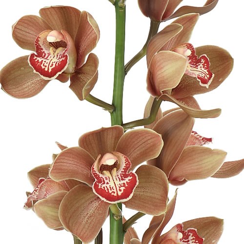 CYMBIDIUM ORCHID BIOBRUZ