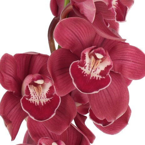 CYMBIDIUM ORCHID BLOODY MARY