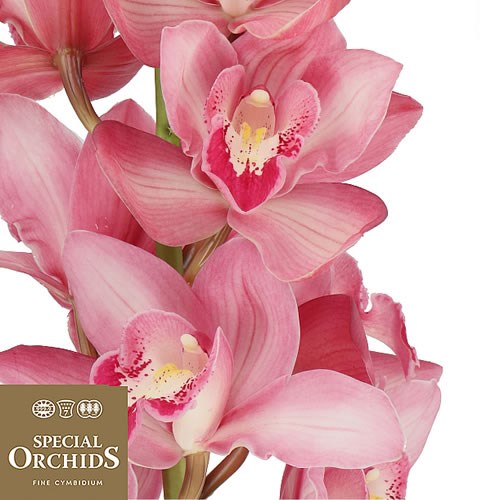 CYMBIDIUM ORCHID BOBBI (GROWER PACK)