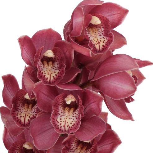 CYMBIDIUM ORCHID BOLOGNA