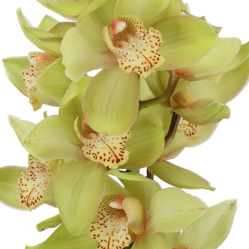 CYMBIDIUM ORCHID BONNY