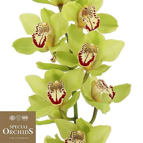CYMBIDIUM ORCHID BONYONI (GROWER PACK)
