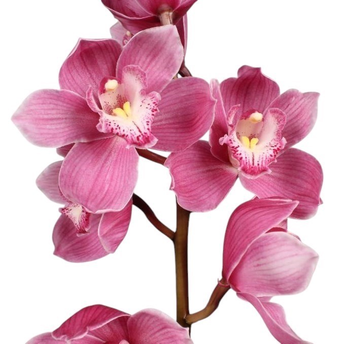 CYMBIDIUM ORCHID BRAEMAR
