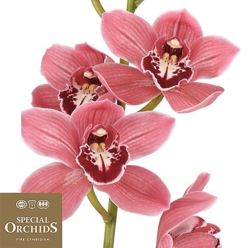 CYMBIDIUM ORCHID BRERA