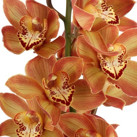 CYMBIDIUM ORCHID BRONZE TIGER