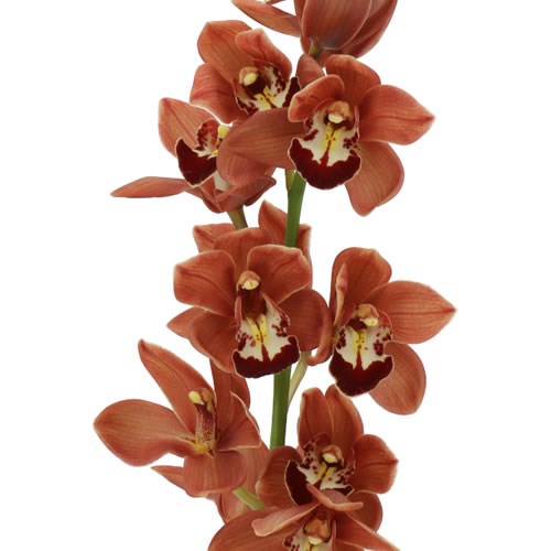 CYMBIDIUM ORCHID BROWNIE