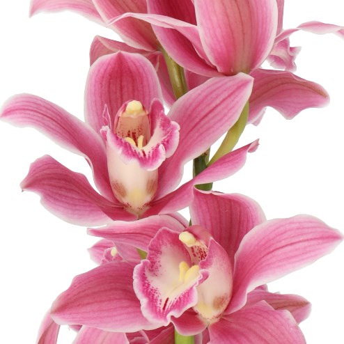 CYMBIDIUM ORCHID BRYCE