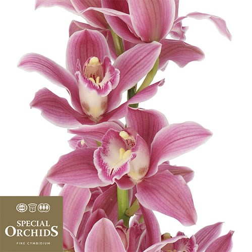 CYMBIDIUM ORCHID BRYCE (GROWER PACK)