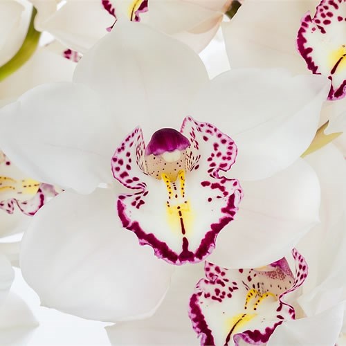 CYMBIDIUM ORCHID CALICO