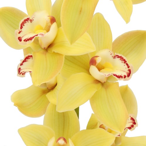 CYMBIDIUM ORCHID CALIFORNIA SUN ACRES