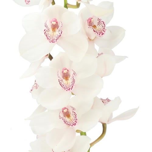 CYMBIDIUM ORCHID CALYPSO