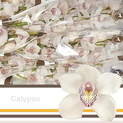 CYMBIDIUM ORCHID CALYPSO