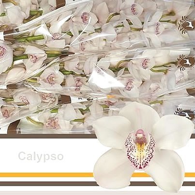 CYMBIDIUM ORCHID CALYPSO