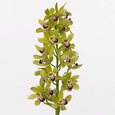 CYMBIDIUM ORCHID CAMELFORD