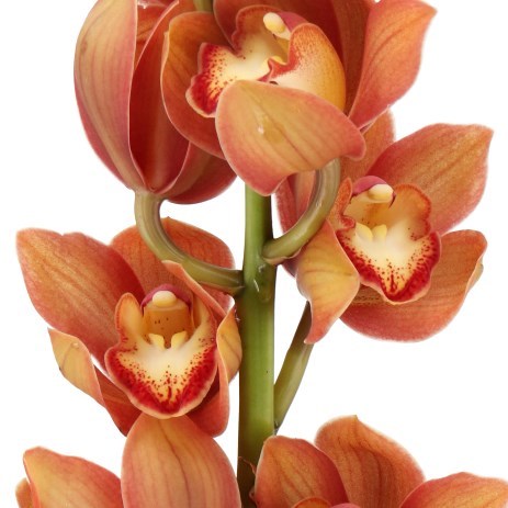 CYMBIDIUM ORCHID CAMPFIRE