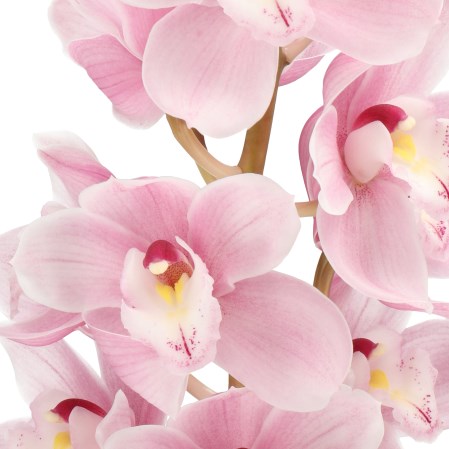 CYMBIDIUM ORCHID CANDY GIRL