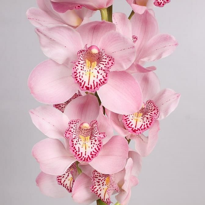 CYMBIDIUM ORCHID CANDY KING