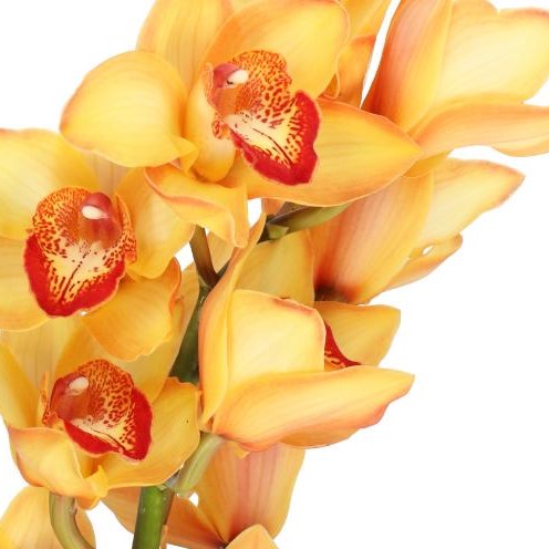 CYMBIDIUM ORCHID CAPPUCCINO