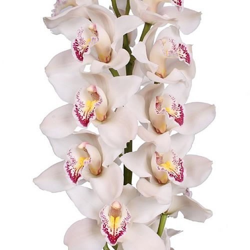 CYMBIDIUM ORCHID CASCADE