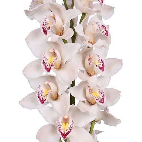 CYMBIDIUM ORCHID CASCADE