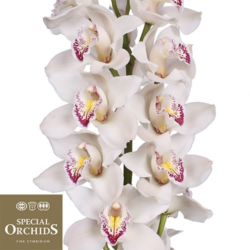 CYMBIDIUM ORCHID CASCADE (GROWER PACK)