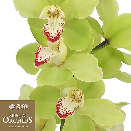 CYMBIDIUM ORCHID CELSIUS (GROWER PACK)