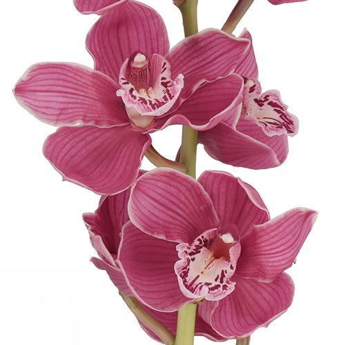 CYMBIDIUM ORCHID CHARLOTTE