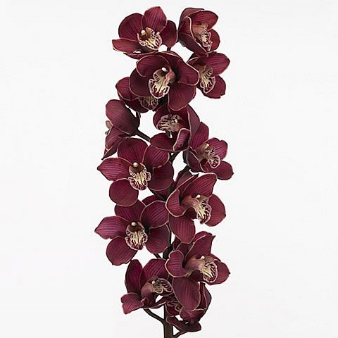 CYMBIDIUM ORCHID CHARLOTTE