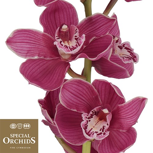CYMBIDIUM ORCHID CHARLOTTE (GROWER PACK)
