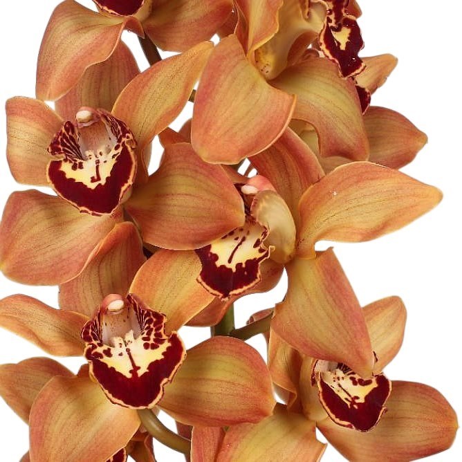 CYMBIDIUM ORCHID CHARLY BROWN